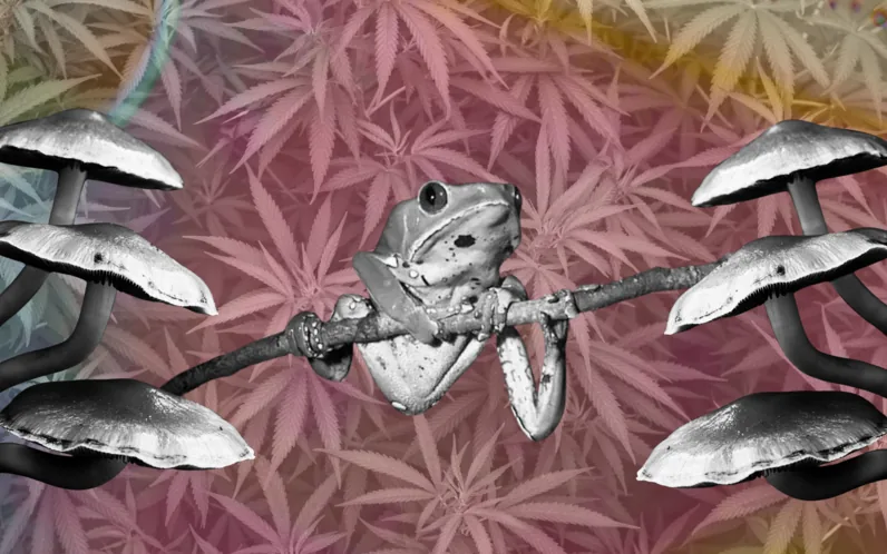 Five Lesser-Known Psychedelic Harms and How to Reduce Risks