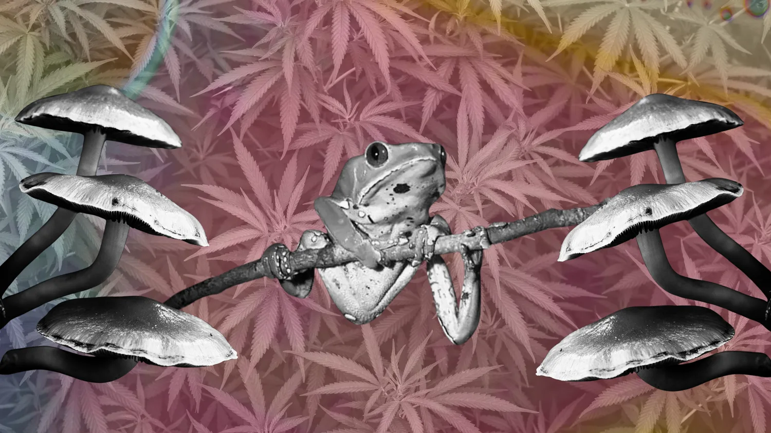 Five Lesser-Known Psychedelic Harms and How to Reduce Risks